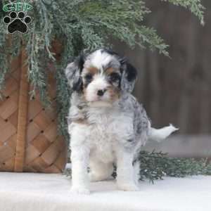 Carter, Cavapoo Puppy